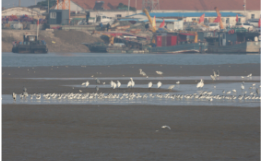 2025年连云港市生态质量地面监测项目顺利完成